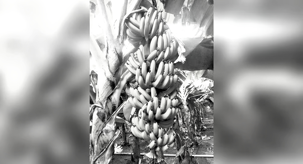 Pulivendula banana farmers suffer over 60% price drop
