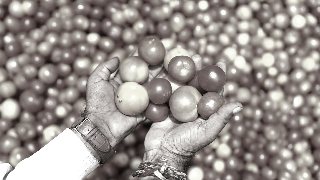 Andhra's Tomato, Onion farmers demand govt intervention