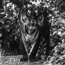 Rare black tiger from Odisha graces NatGeo cover