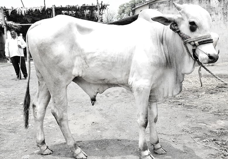 A family's dedication to saving the Ongole breed
