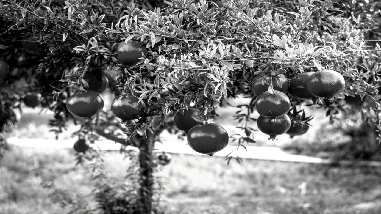 Anantapuramu Pomegranate farmers are in distress