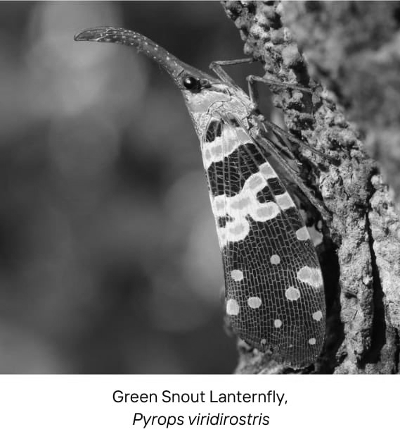 First-ever survey finds 283 microfaunal species in Kaziranga