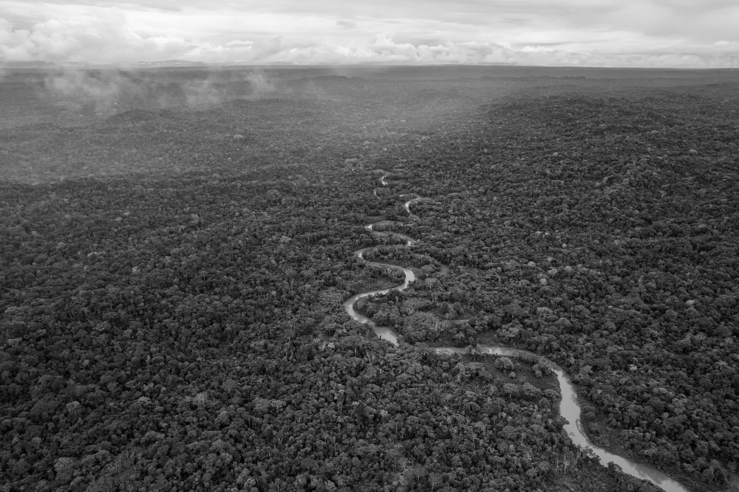 Amazon’s giants grow taller, but tiny trees are disappearing