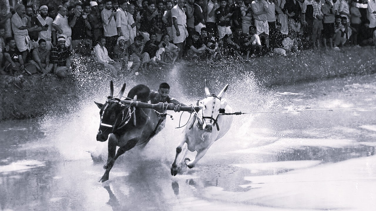 Kerala assembly legalises traditional cattle races - a revival with caveats