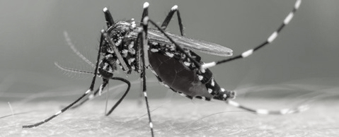 Telangana on alert as chikungunya cases surge