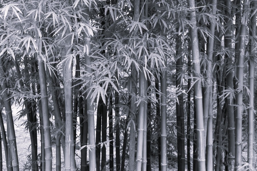 Maharashtra's bamboo industry policy 2025 promises 5 lakh jobs