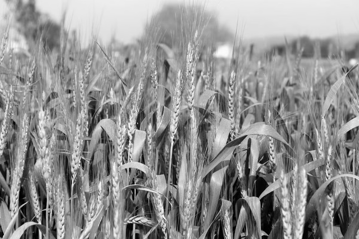 India faces price spike, China halts fertiliser exports