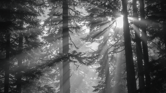 India moves up to 9th position globally in forest area