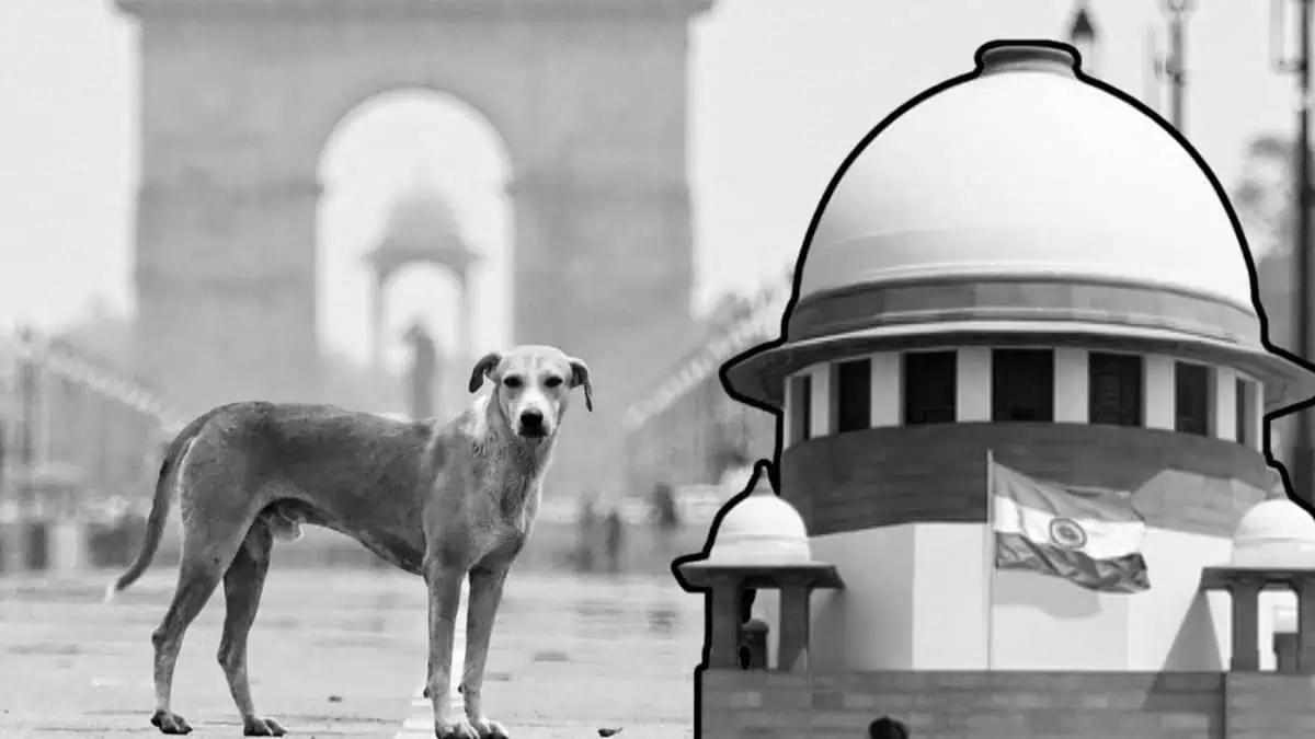 SC to hear stray dog case on October 27; seeks uniform national policy