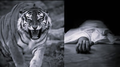 మైసూరు జిల్లాలో పులి దాడి కలకలం – మేకల కాపరి మృతి