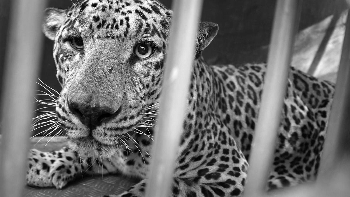 After fatal leopard attack in Pune, forest department orders animal’s elimination