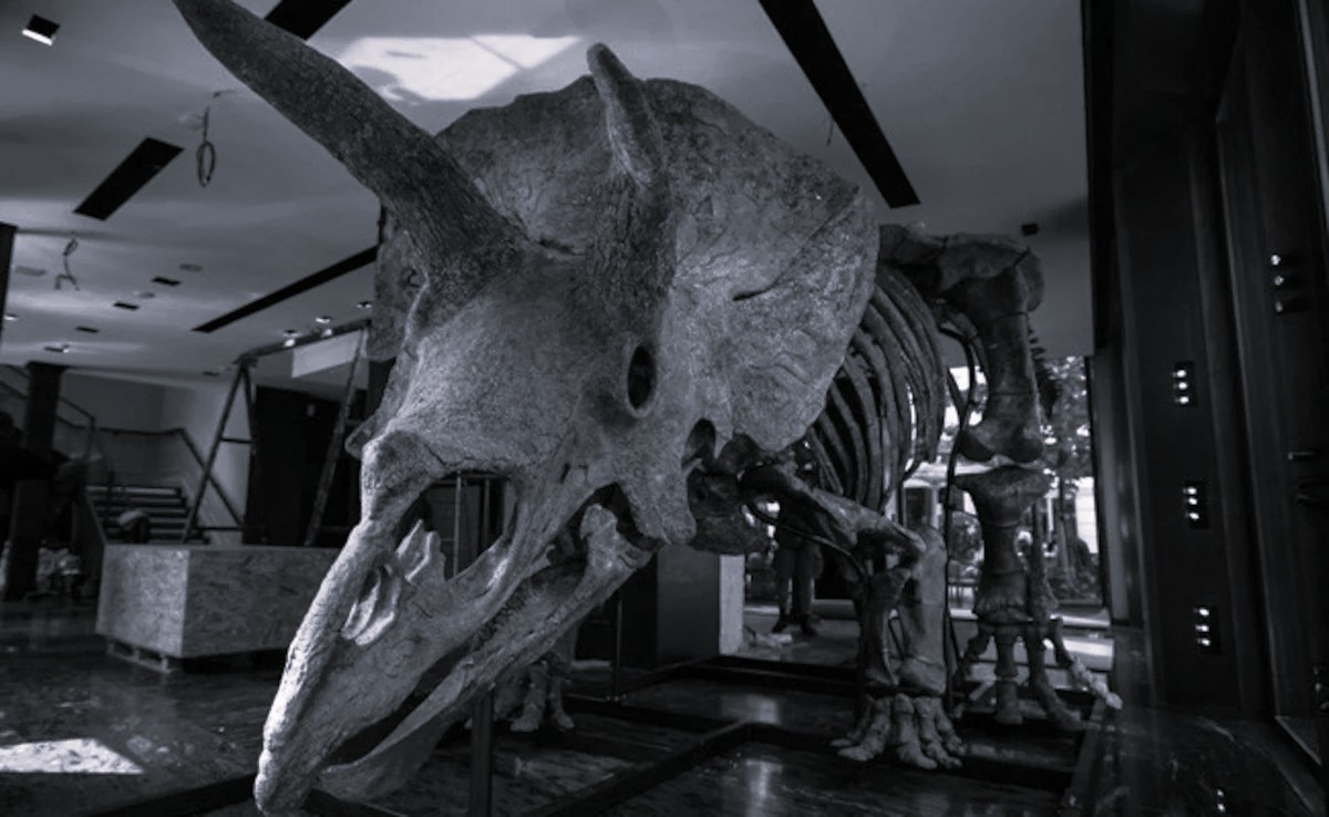 Fossil of three-horned dinosaur triceratops unearthed in UP
