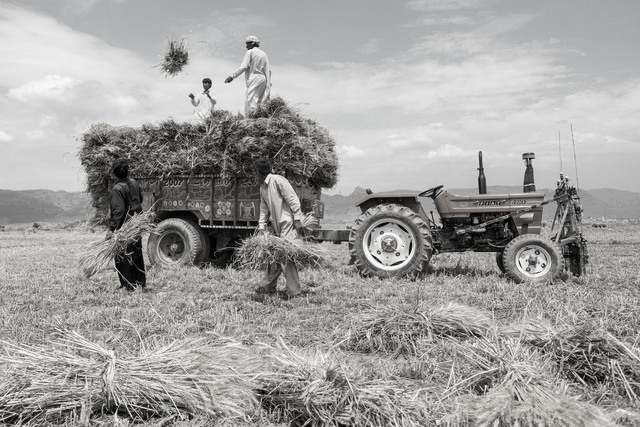 Pakistan's agriculture sliding into crisis amid soaring production costs and policy neglect