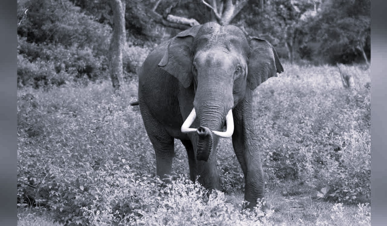 Tragedy in Chittoor: Farmer killed in wild elephant attack