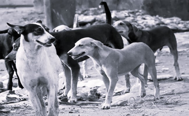 AP government issues special guidelines to control stray dogs in urban areas