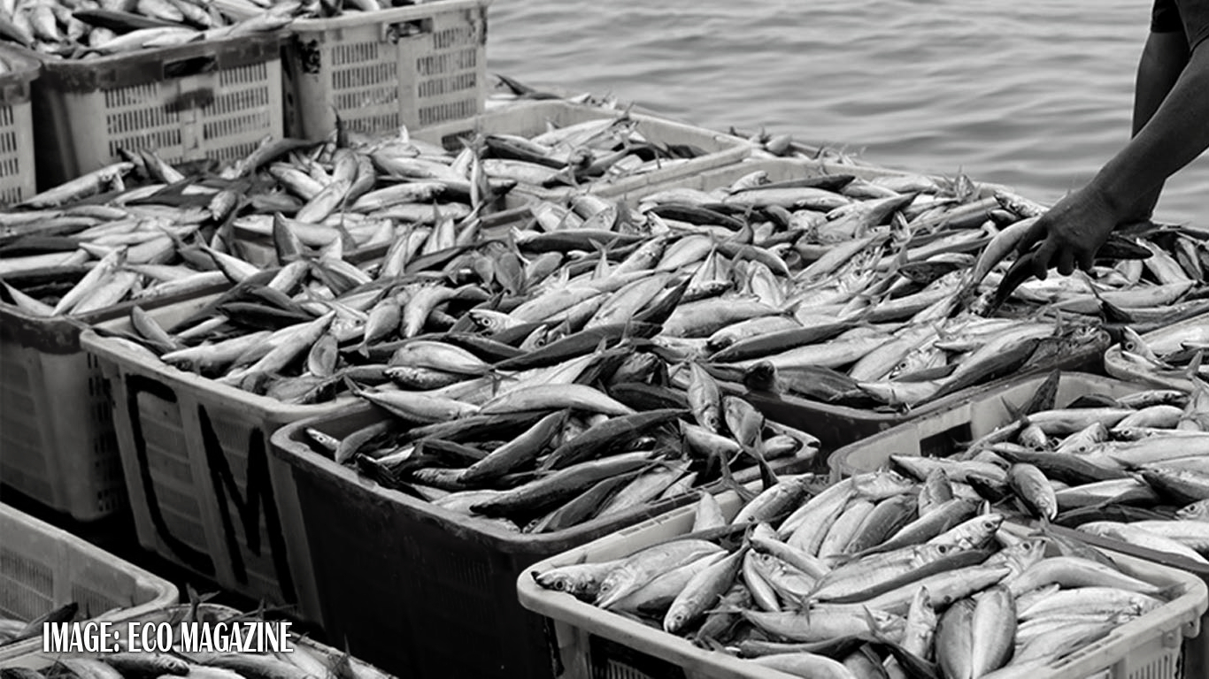 AP Accelerates Fisheries Development with Stock Enhancement, Tourism Plans, and Safety Measures