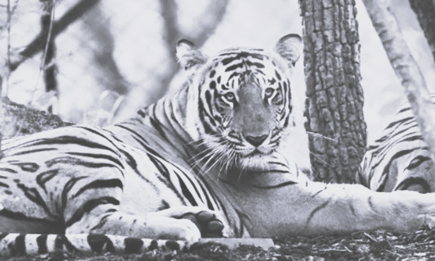 Sundarbans tiger census kicks off with 1,484 camera traps