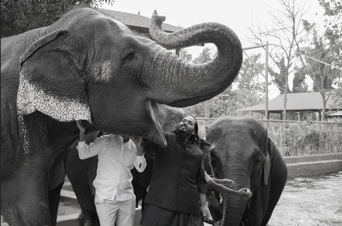 Venezuela media claims massive wildlife exports to India’s vantara spark debate