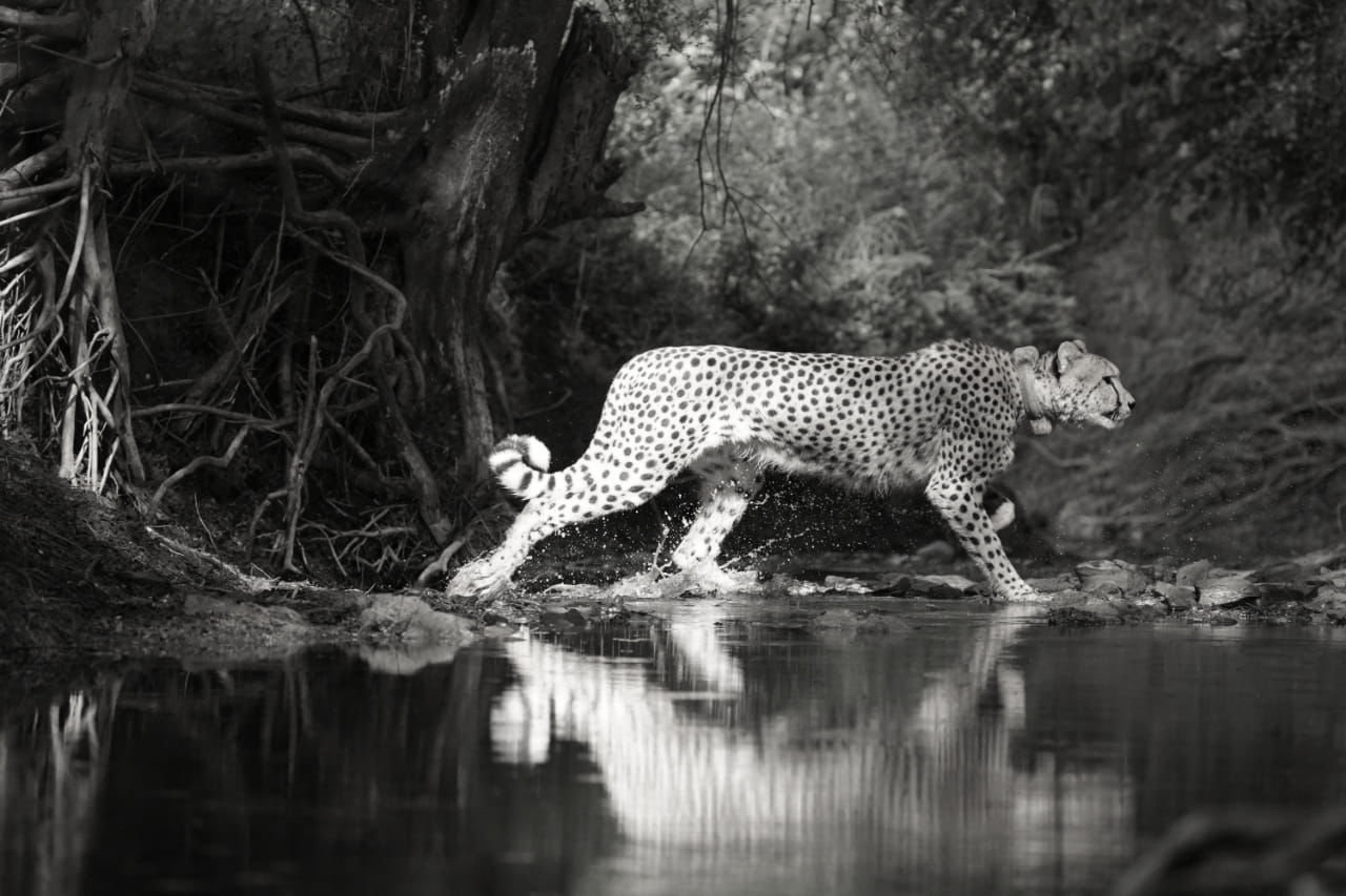 PM Modi extends wishes on International Cheetah Day, Calls for Action to Protect Cheetahs