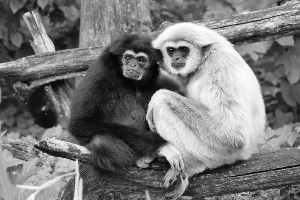 Hoolock gibbon family rescued after four-day operation in Arunachal Pradesh
