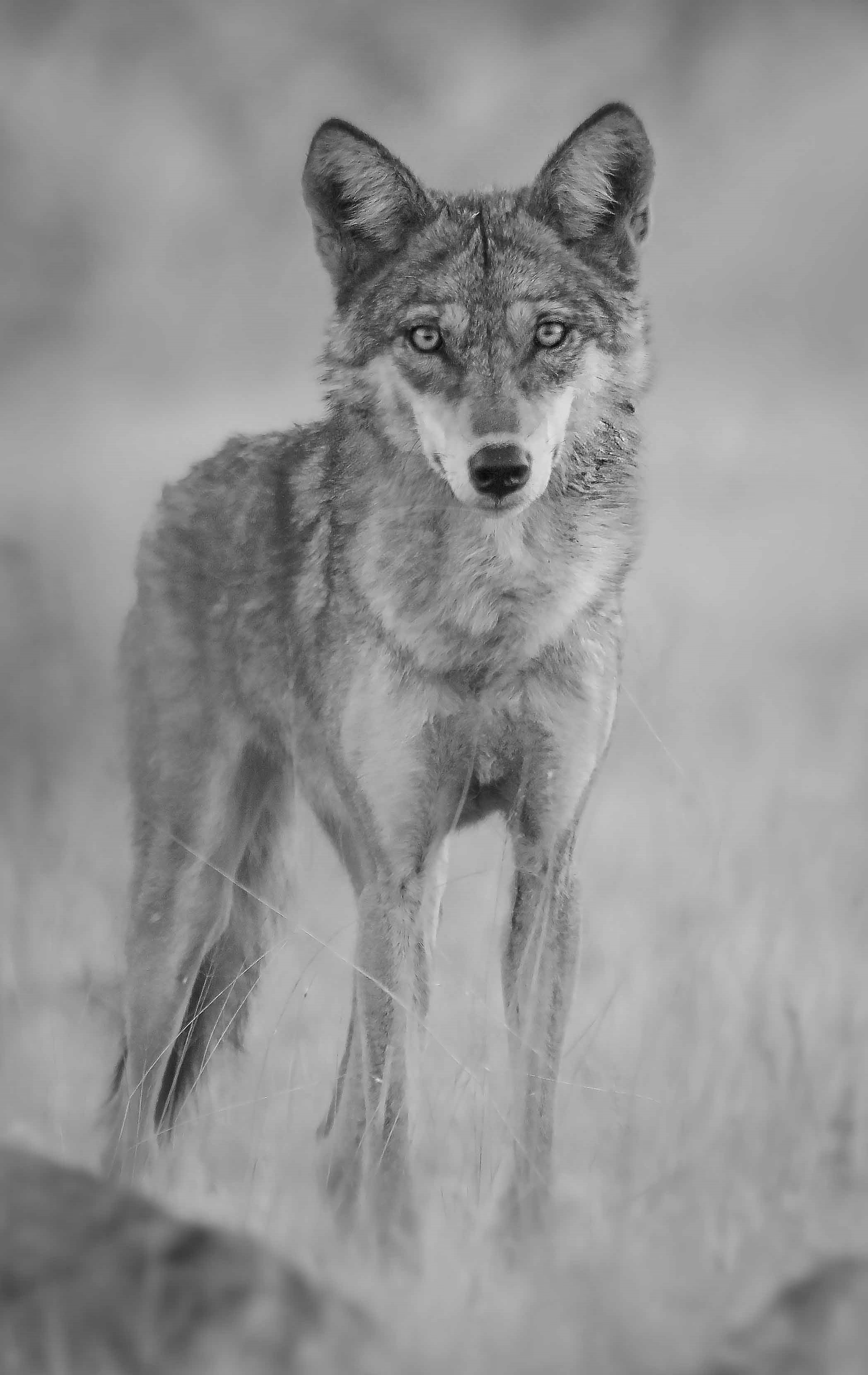 Wolf carries away infant in UP’s Bahraich, Anti-Wolf operation intensified