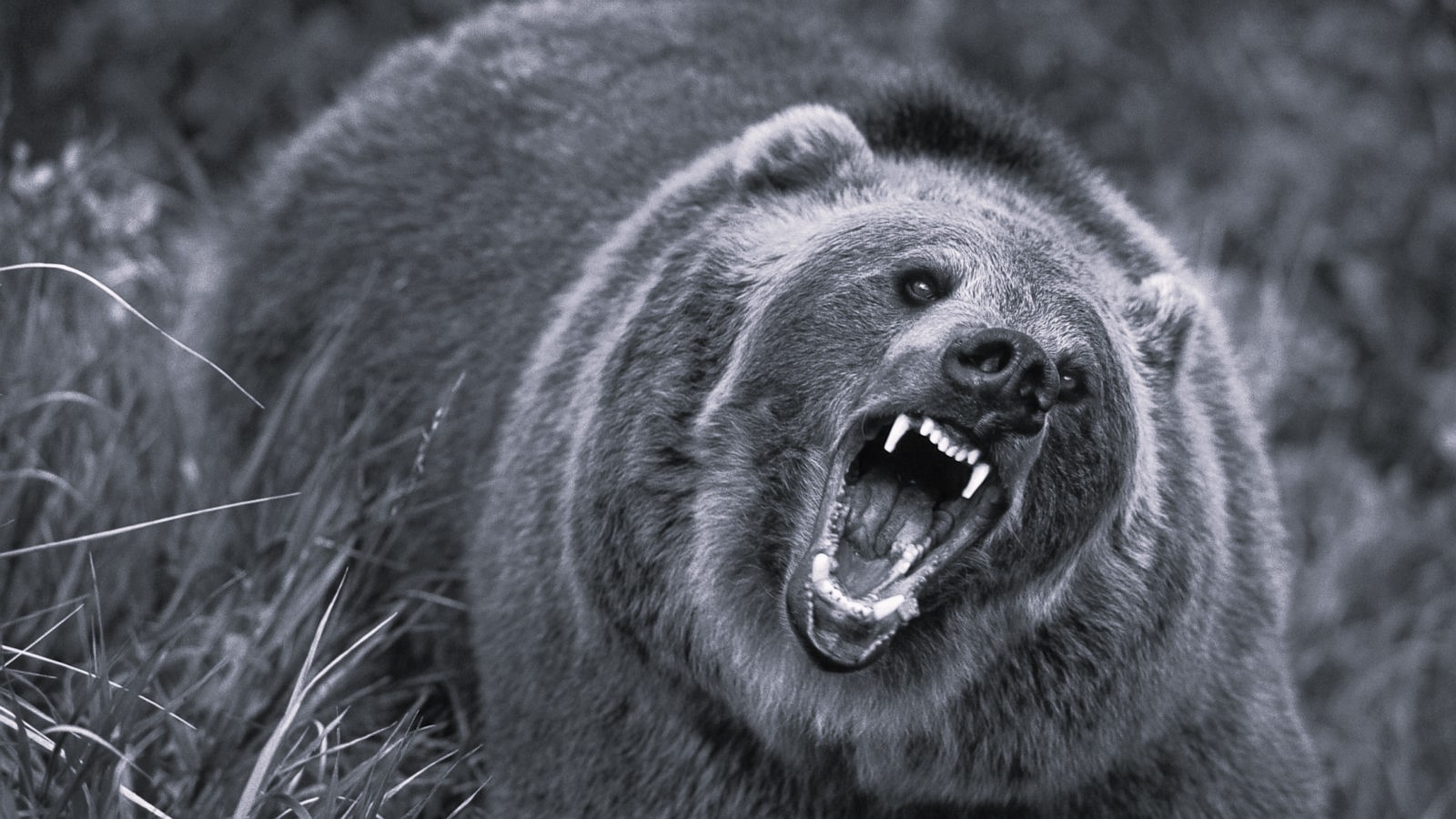 Rising Bear threat in J&K: Two hurt in Doda incidents