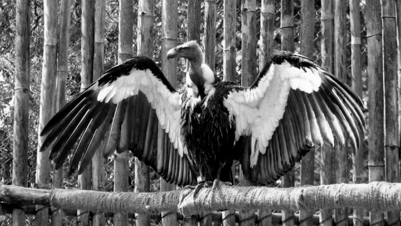 Jharkhand to launch first Vulture conservation and breeding centre in Ranchi