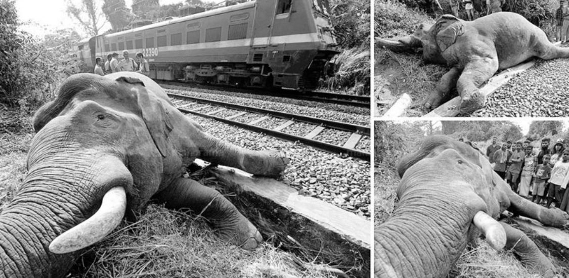 Rajdhani express hits Elephant Herd in Assam, seven killed, coaches derail