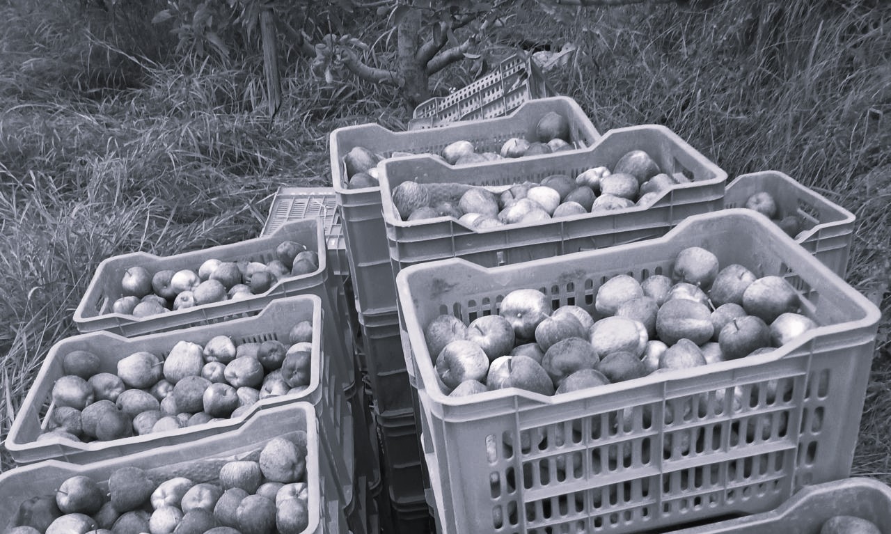Apple Economy at risk as FTAs open door to cheaper imports