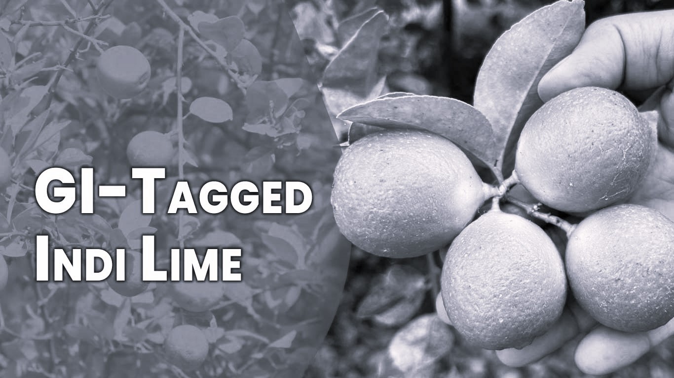 Indi Lime from Karnataka makes export debut to Oman with 3 MT consignment