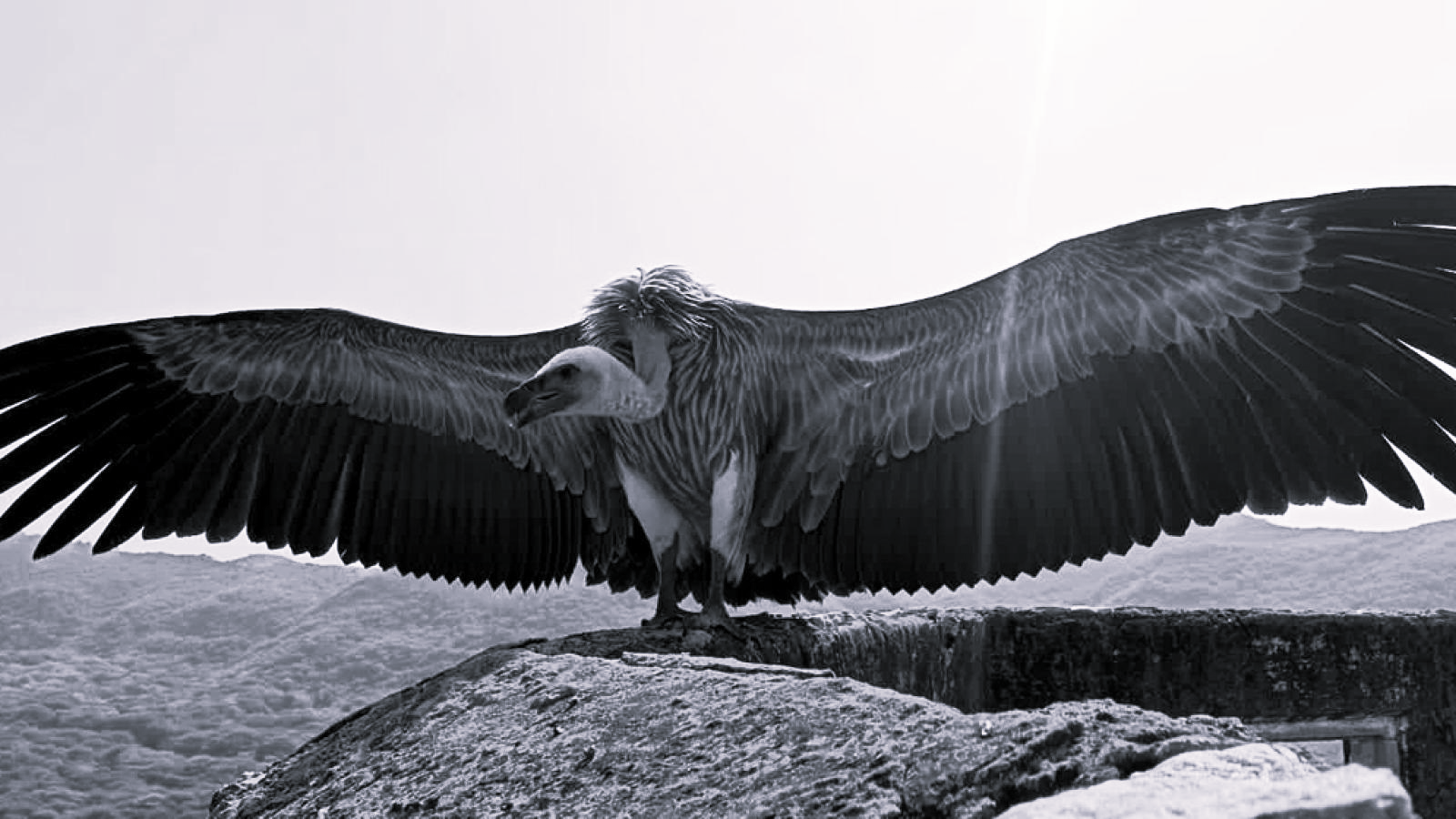 From Pench to Nashik in 17 days: Vulture J132’s 750 km flight tracked