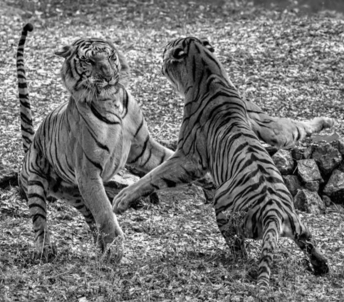 India loses 166 tigers in 2025, Madhya Pradesh records highest deaths