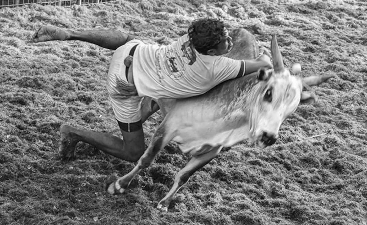 Over 900 Bulls, 300 participants mark Tamil Nadu’s first Jallikattu event of the year