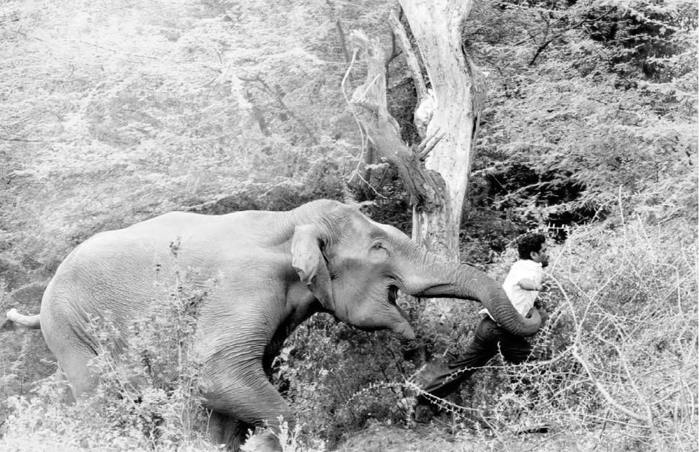 "13 killed in Jharkhand in rare, deadly two-day elephant rampage"