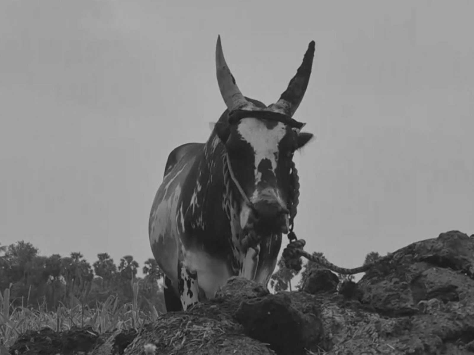 Jallikattu prep intensifies in Tiruchirappalli as bull owners seek support