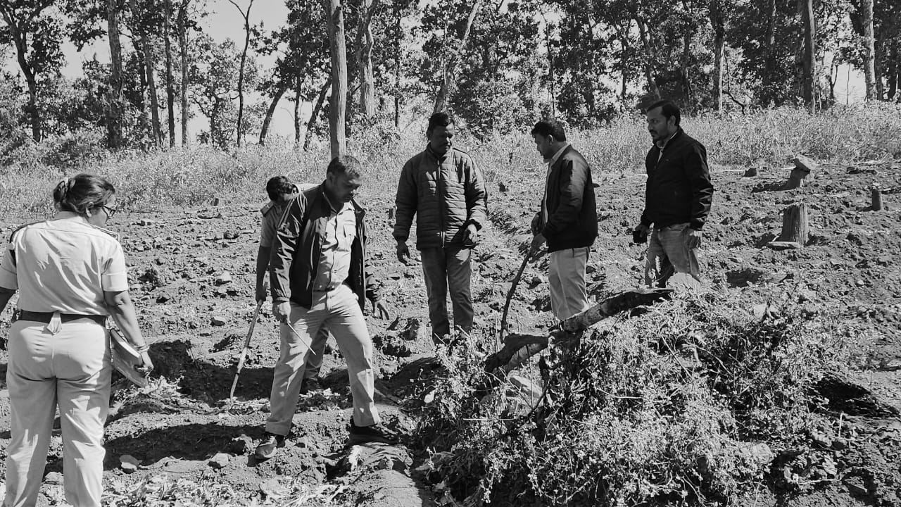 Illegal Opium plantation worth ₹1.91 Crore destroyed inside Similipal national park
