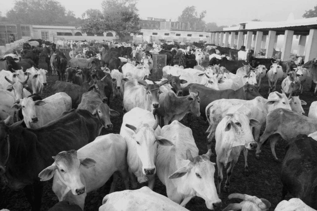 Uttarakhand govt offers up to Rs 12,000 per month to shelter stray cattle