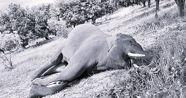 Electrocution Claims Life of Majestic Elephant