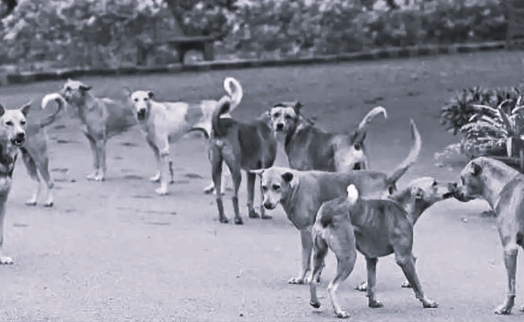 FIR Filed After 300 Stray Dogs Poisoned in Jagityal, Top Panchayat Officials Accused