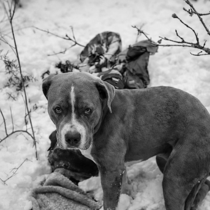 Teen trekkers die in Himachal snowstorm, loyal pitbull guards bodies for days
