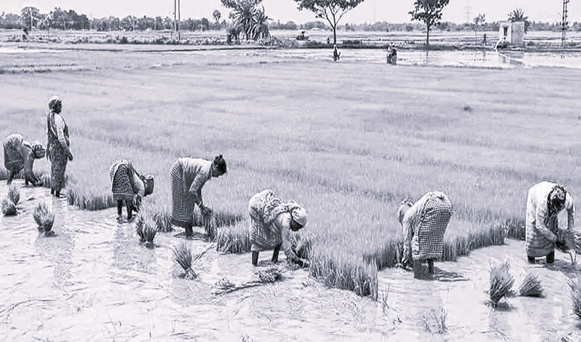 Nine-Year Leap: Telangana Expands Cultivable Land by 90 Lakh Acres