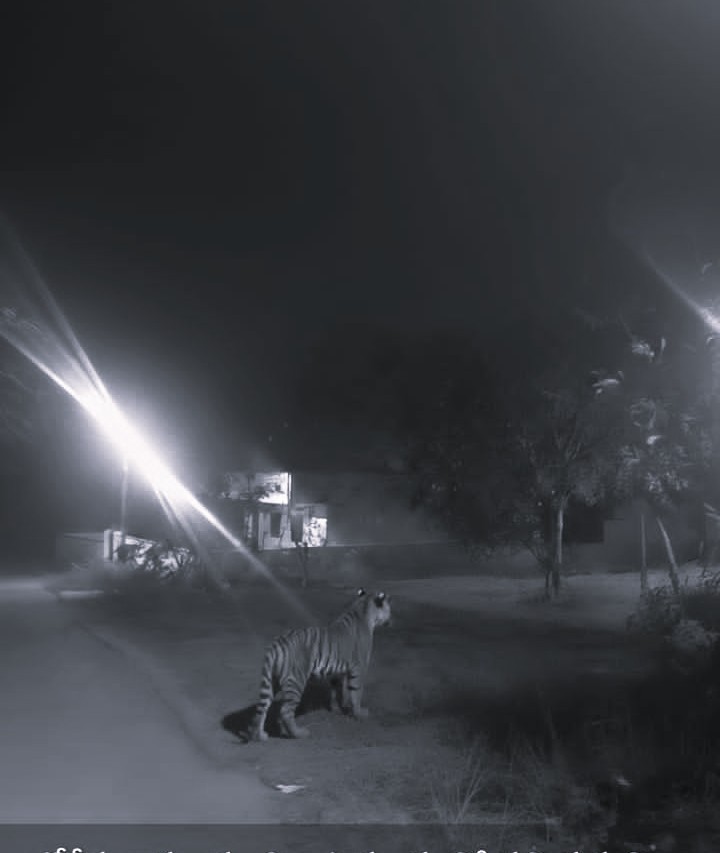 Tiger on the Prowl Sparks Tension Around Rajanagaram