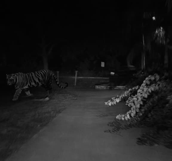 Dispersing Male Tiger on Cross-State Trek Puts Forest Teams on High Alert