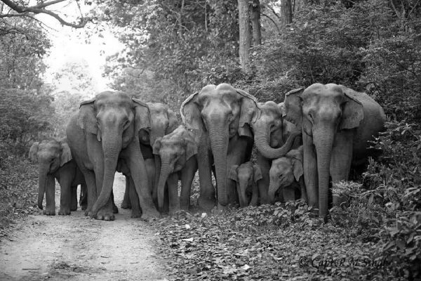 Elephant herd kills three of a family in Jharkhand’s Bokaro village