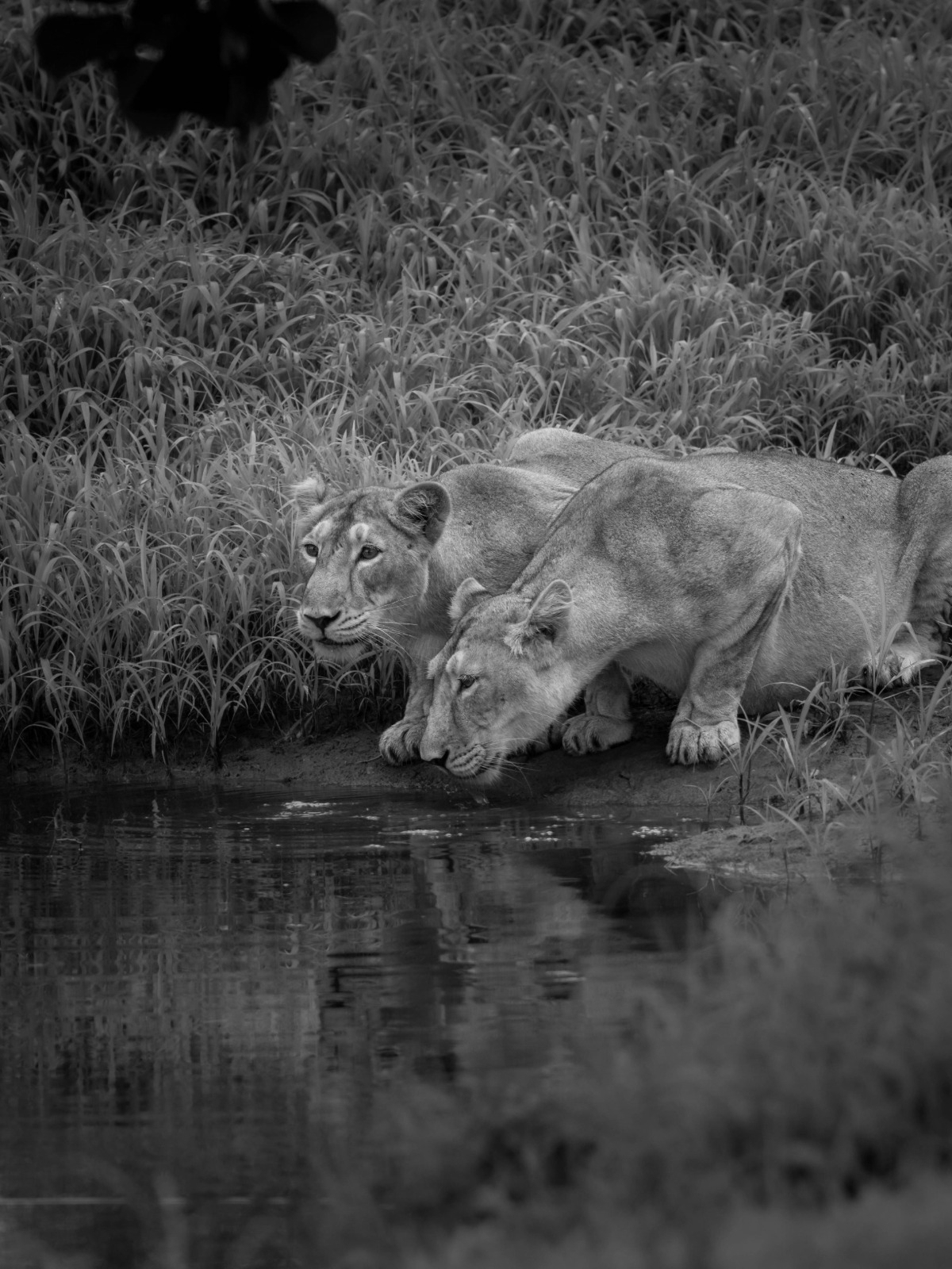 891 Asiatic Lions Now in India, Focus Shifts to Habitat Safety