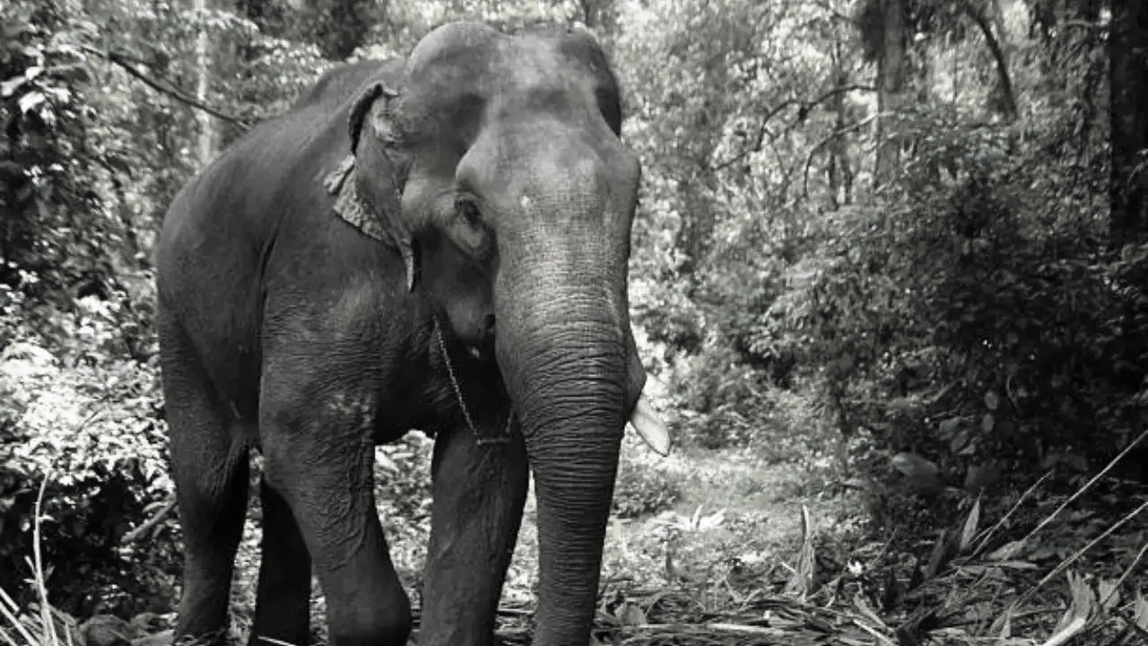 Wild elephant rampage claims five lives in two days in Jharkhand’s Bokaro