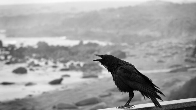 TN’s village Vedasandur sees crow deaths, officials deny bird flu link amid state alert