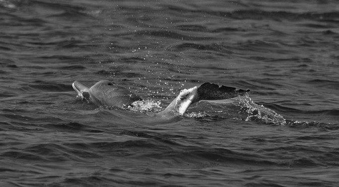 Odisha records 765 dolphins, highest in five years, Chilika’s Irrawaddy population steadies