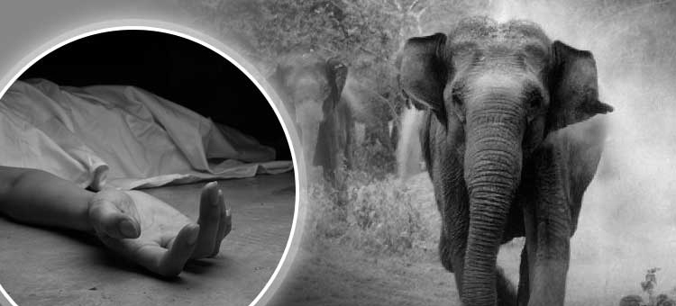 One Dead in UP Elephant Conflict, CM Pushes Strategy to End Human Casualties