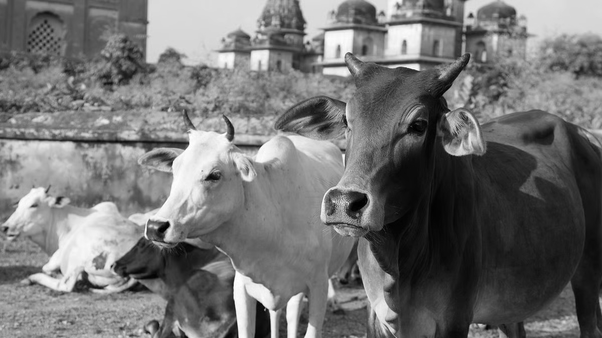 Cow culture museum: India’s first to open in UP’s Mathura with dairy centre